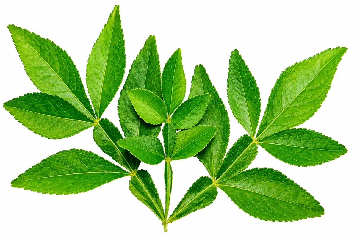 Vilvam Leaf (Bilva Leaf) 10g