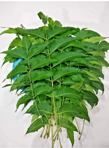 Neem Leaves 200g (Approx) - Ugadi Essential