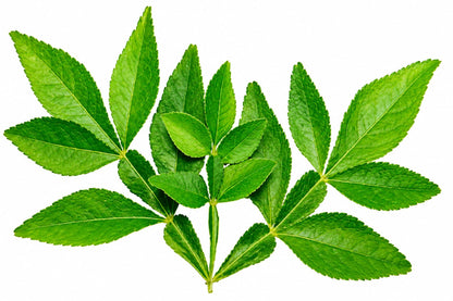 Vilvam Leaf (Bilva Leaf) 10g